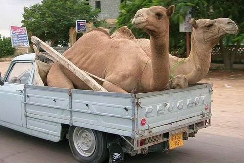 ttat finale how much does a pair of camels weigh