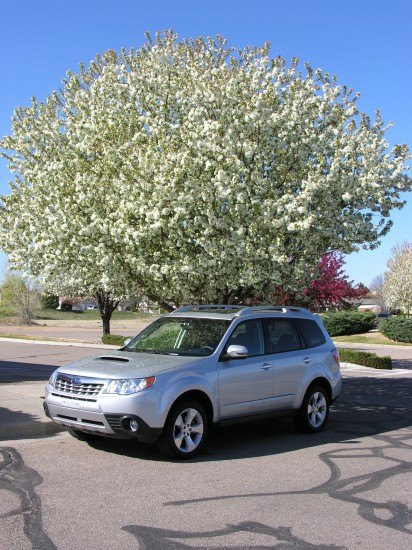 piston slap seeing the forester for the trees
