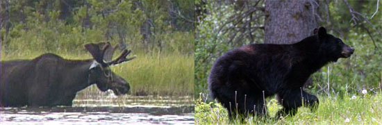 moose test mastered bear test failed