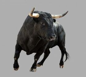 Piston Slap: Raging Bull, Immortal Highlander