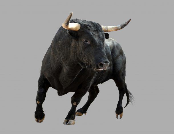 piston slap raging bull immortal highlander