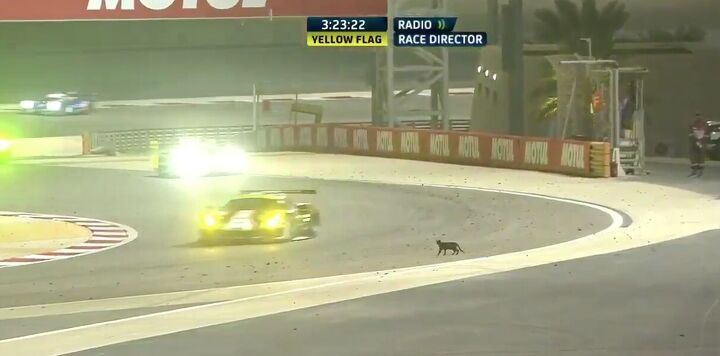 world endurance championship yellow flagged by frisky feline toyota wins bahrain