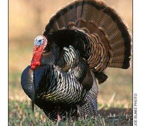 question of the day what s your automotive turkey of 2008