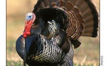 Question Of The Day: What's Your "Automotive Turkey" of 2008?