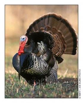 Question Of The Day: What's Your "Automotive Turkey" of 2008?
