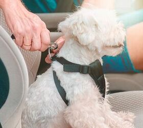 Best Dog Car Harnesses: Who's a Good Boy