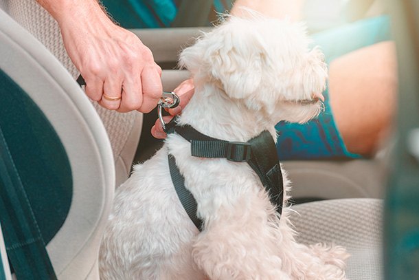 best dog car harnesses who s a good boy