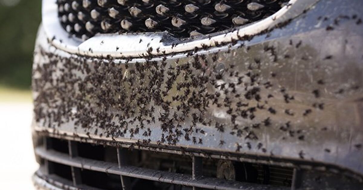 Best Bug and Tar Removers: Don’t Bug Me | The Truth About Cars