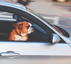 new bill would outlaw driving under the influence of dog