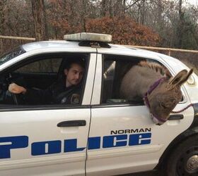 Donkey Takes A Ride In A Crown Victoria, But Not To Jail