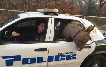 Donkey Takes A Ride In A Crown Victoria, But Not To Jail