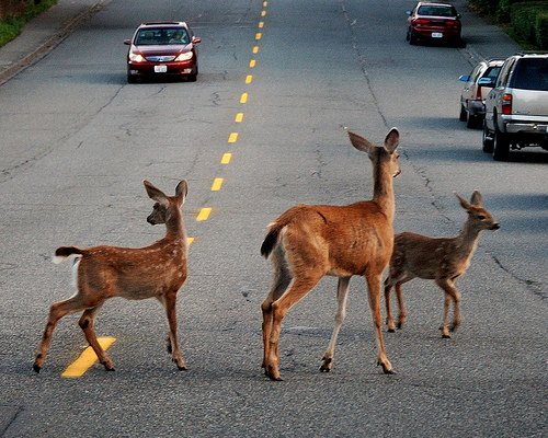 Deadly Threat: A Deer In The Headlights