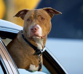 Man Allegedly Teaches Dog to Drive During High-speed Pursuit