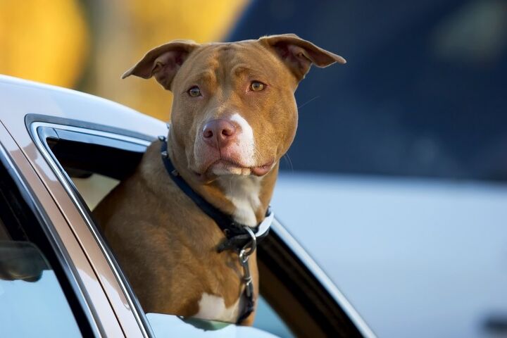 Man Allegedly Teaches Dog to Drive During High-speed Pursuit