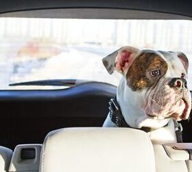 Uber to Launch Pet-based Pricing in Select Cities