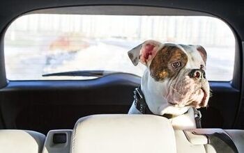 Uber to Launch Pet-based Pricing in Select Cities