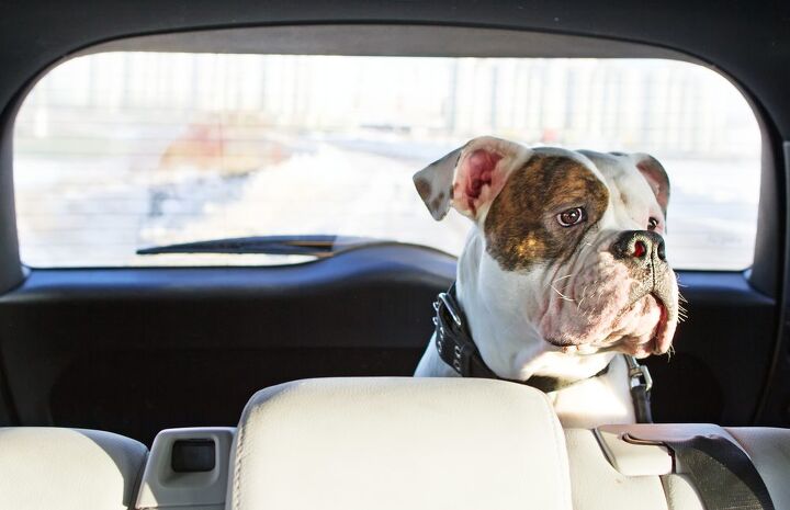 uber to launch pet based pricing in select cities