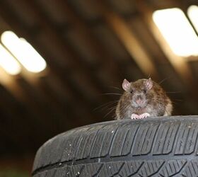 Rodents May Have Flavor Fetish For the Wiring Insulation in Newer Vehicles