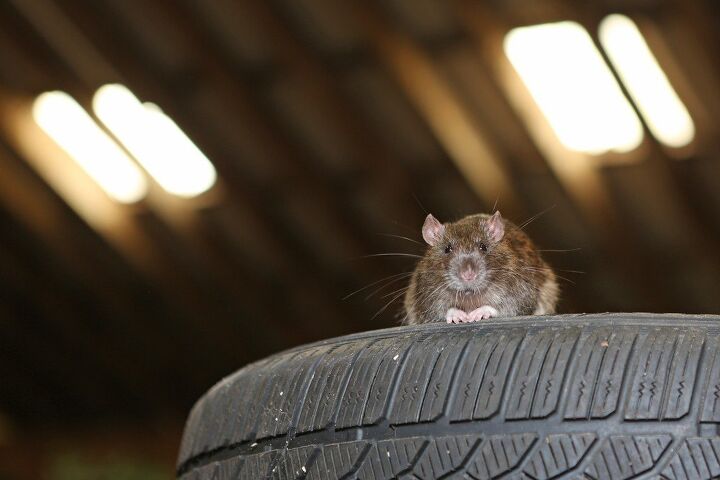 rodents may have flavor fetish for the wiring insulation in newer vehicles