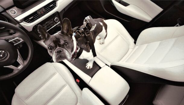 mazda s new ad campaign uses ben collins and a dog to suggest consumers are idiots