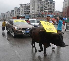 Chinese Customer Calls Bull On Car