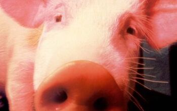 Weekend Head Scratcher: A Total Pig?