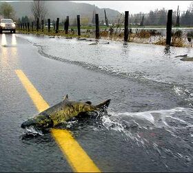 Washington Bans Copper Brakes The Truth About Cars