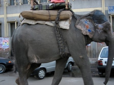 india elephants have the right of way