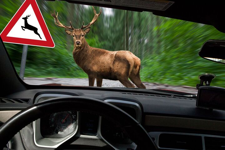 Study: Permanent Daylight Saving Time Good for Bambi, Bad for Roadkill Venison