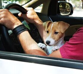Opinion: Stop Driving With Your Dogs in Your Lap