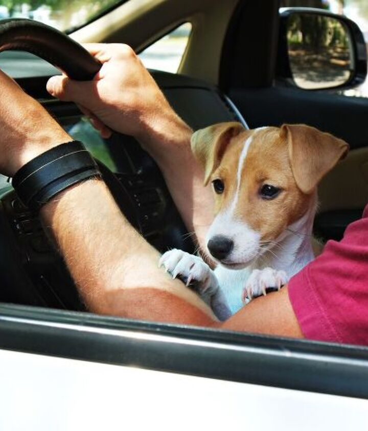 opinion stop driving with your dogs in your lap
