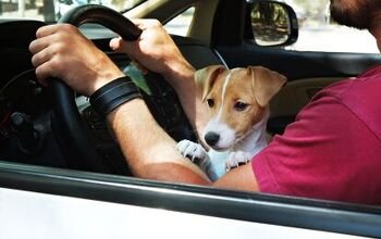 Opinion: Stop Driving With Your Dogs in Your Lap