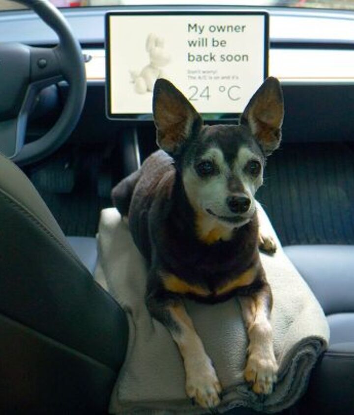 some tesla owners report dog mode failures