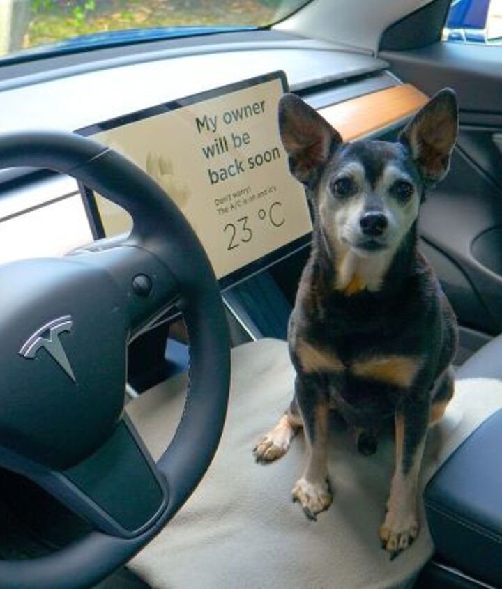 some tesla owners report dog mode failures