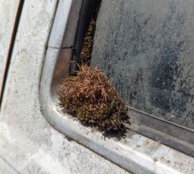 junkyard find 1986 mercury topaz gs lichen this car edition