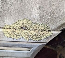 junkyard find 1986 mercury topaz gs lichen this car edition