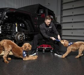 thetruthaboutcars.com - Tim Healey - QOTD: Do You Take Your Pups In The Car?