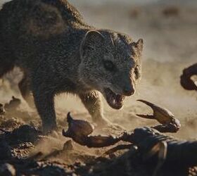 gm teases 8 3 liter mongoose turbo diesel v8