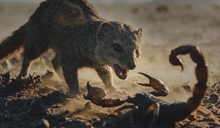 gm teases 8 3 liter mongoose turbo diesel v8